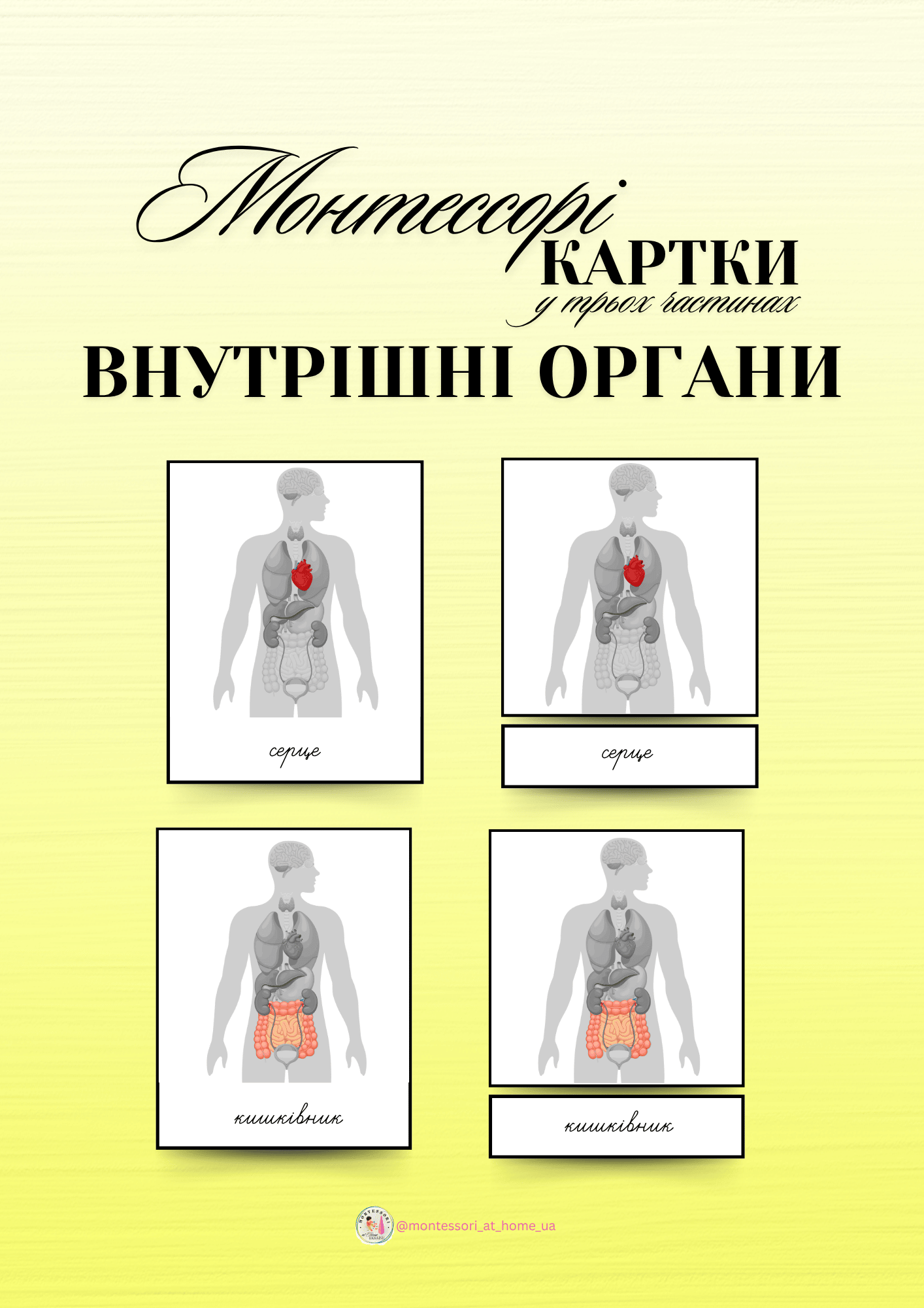 3-частинні картки Монтессорі "Внутрішні органи людини"